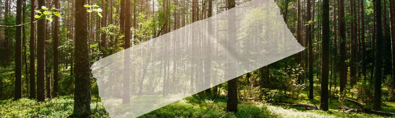 Ecological Adhesive Tapes: Can Tape Be Environmentally Friendly?
